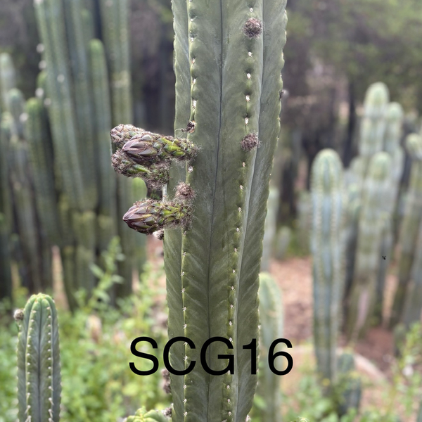 EC339 Trichocereus Arizona Scopulicola SCG16 & Tucson Fats