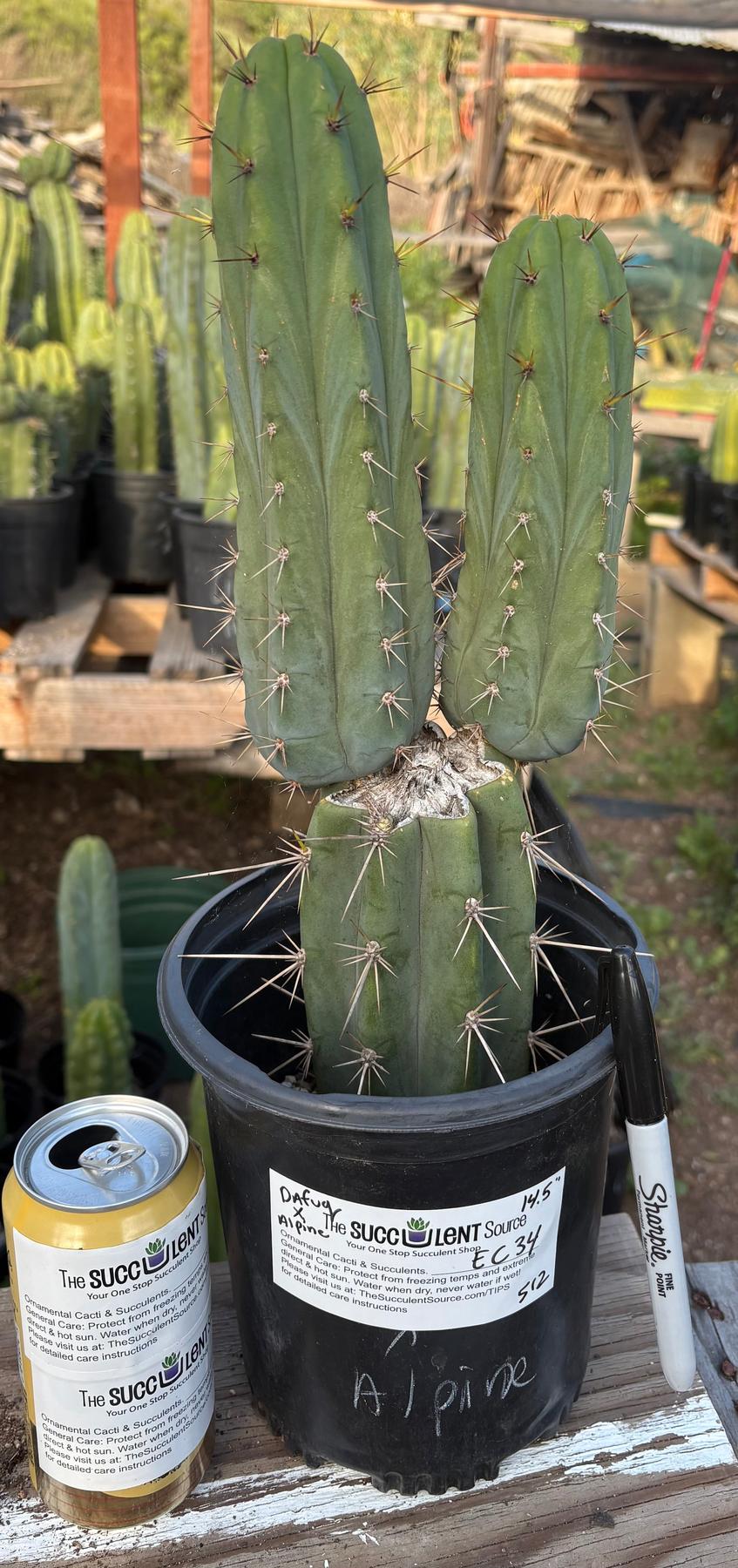 #EC34 EXACT Trichocereus Pachanoi Dafuq X Bridgesii Alpine Cactus 14.5”-Cactus - Large - Exact-The Succulent Source