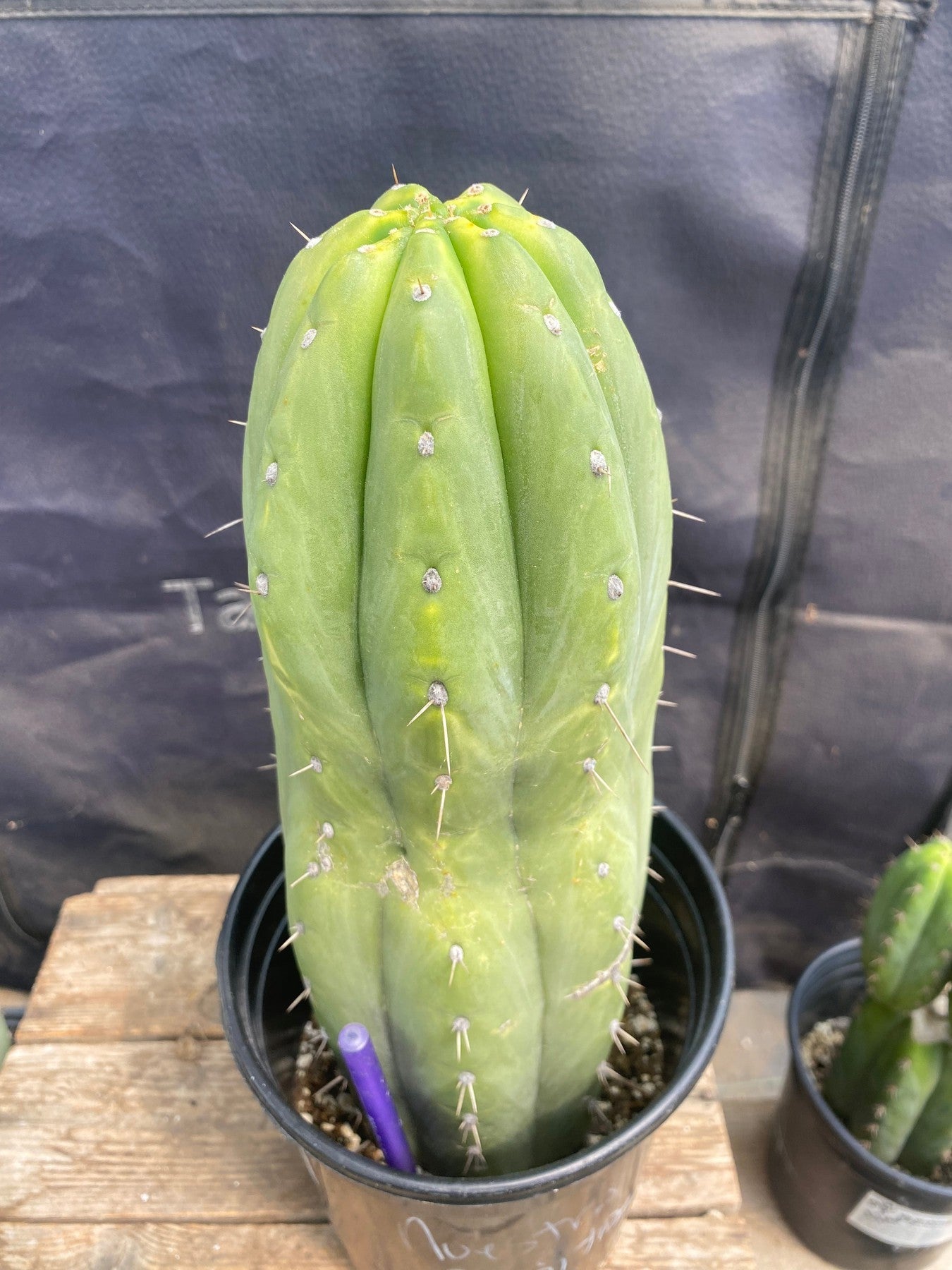 #EC34 EXACT Trichocereus Pachanoi "Nuestra Bonita" Cactus 12.5”-Cactus - Large - Exact-The Succulent Source