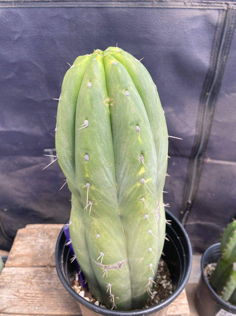 #EC34 EXACT Trichocereus Pachanoi "Nuestra Bonita" Cactus 12.5”