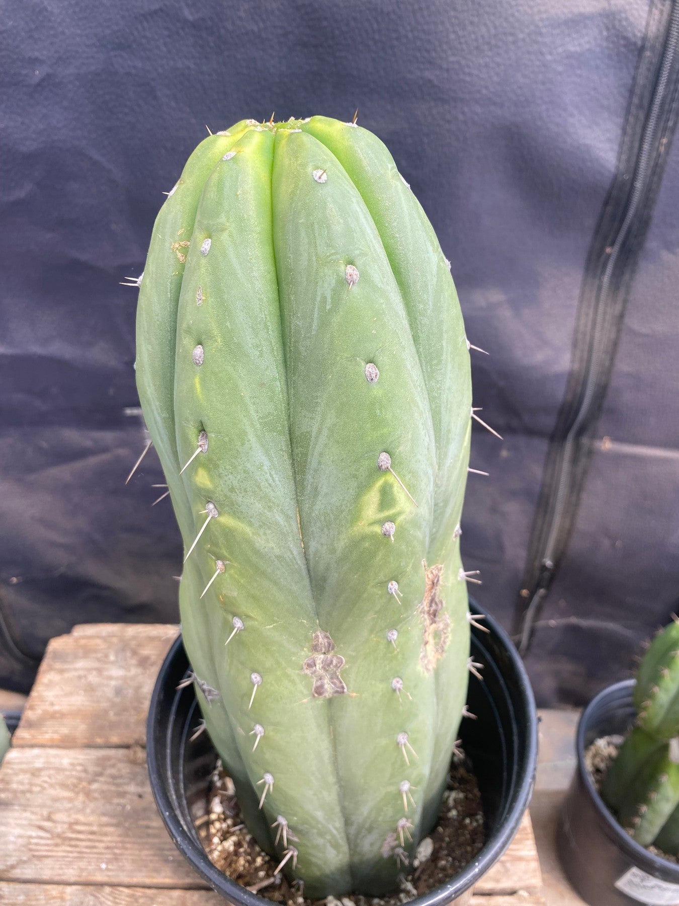 #EC34 EXACT Trichocereus Pachanoi "Nuestra Bonita" Cactus 12.5”-Cactus - Large - Exact-The Succulent Source