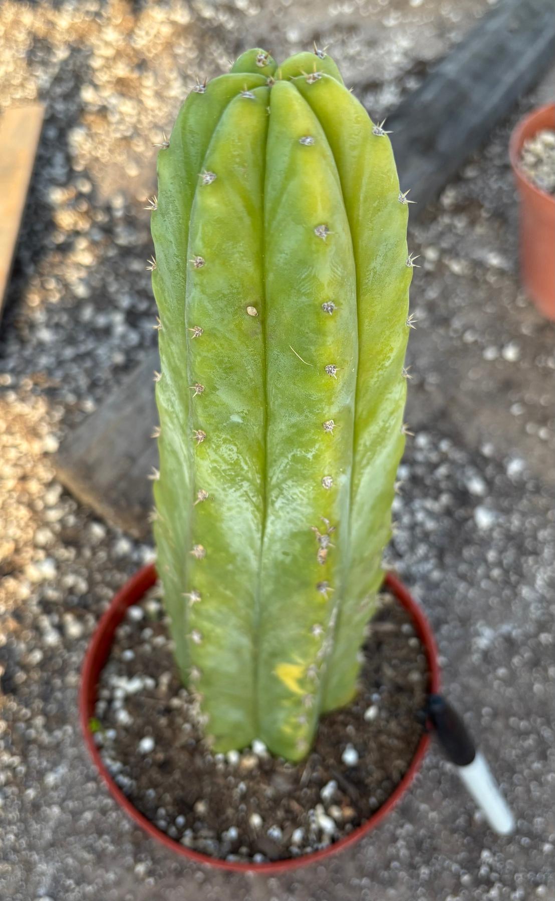 #EC34 EXACT Trichocereus Pachanoi PC Variegated Cactus 11”-Cactus - Large - Exact-The Succulent Source