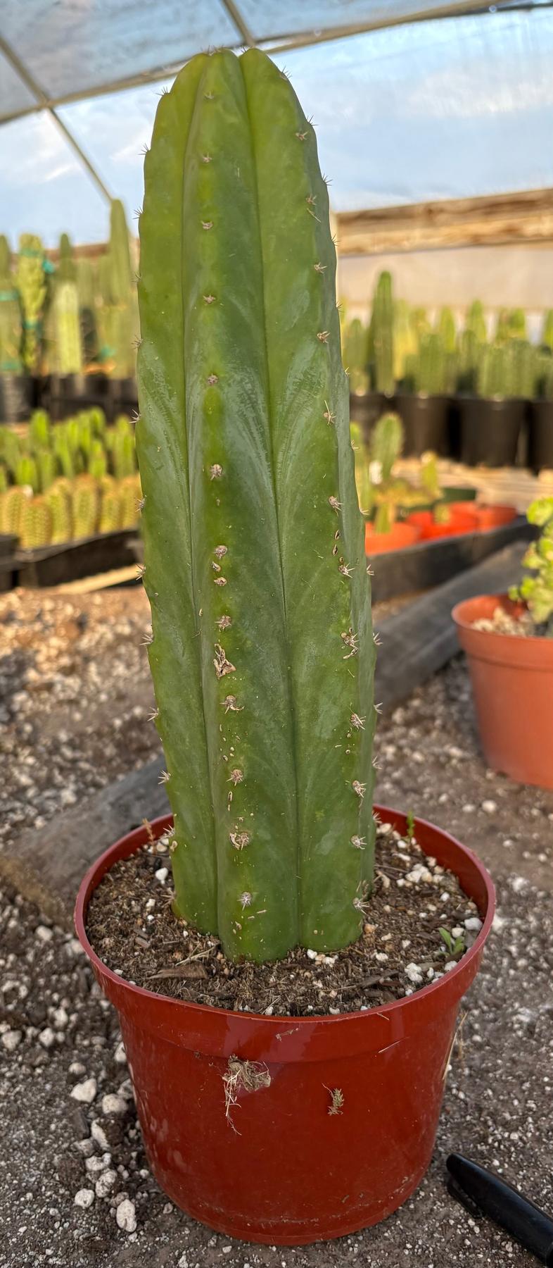 #EC34 EXACT Trichocereus Pachanoi PC Variegated Cactus 11”-Cactus - Large - Exact-The Succulent Source