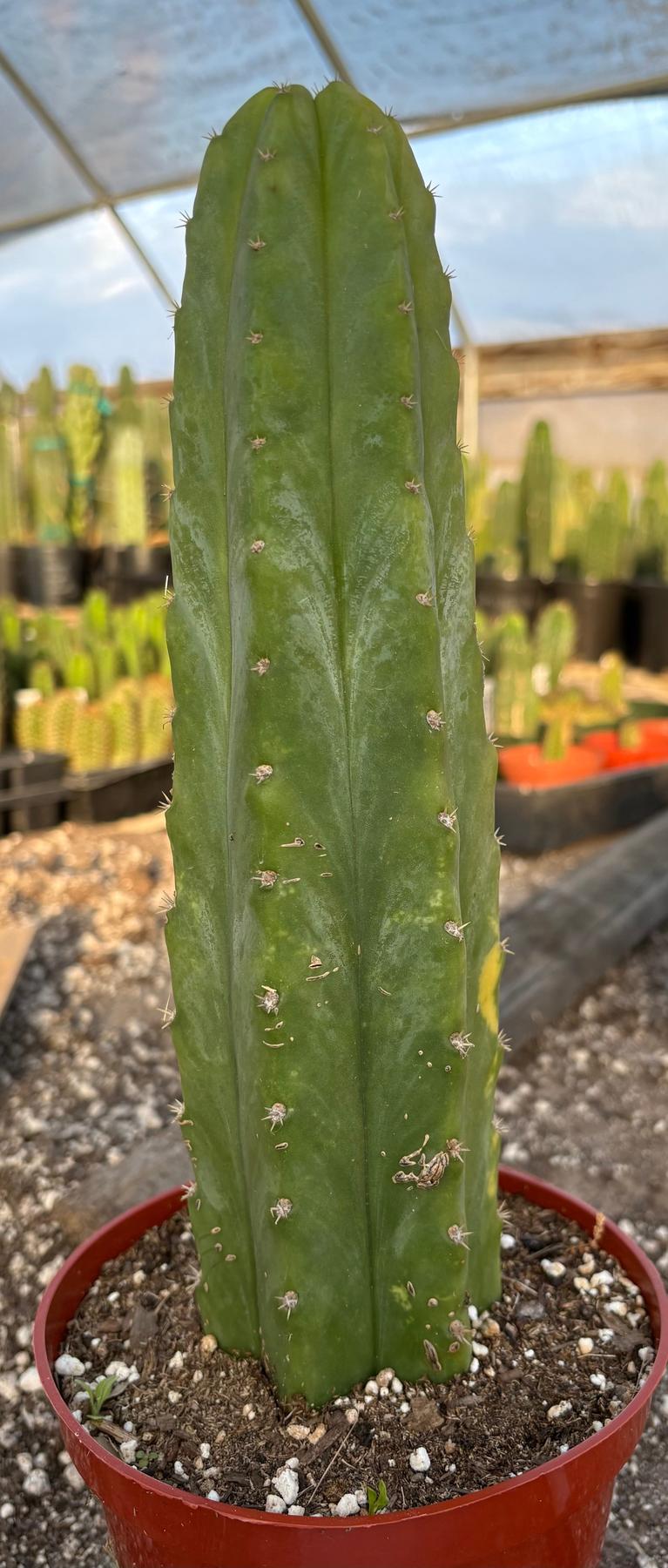 #EC34 EXACT Trichocereus Pachanoi PC Variegated Cactus 11”-Cactus - Large - Exact-The Succulent Source