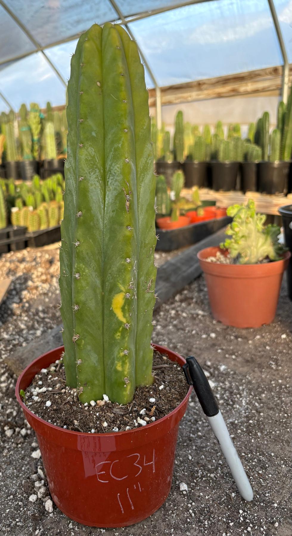 #EC34 EXACT Trichocereus Pachanoi PC Variegated Cactus 11”-Cactus - Large - Exact-The Succulent Source