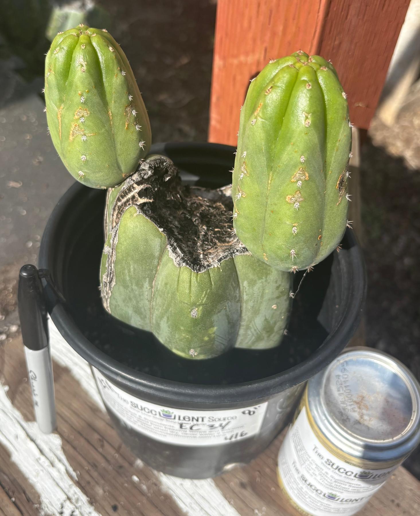 #EC34 EXACT Trichocereus Pachanoi "RTH Robin The Hood" Cactus 8”-Cactus - Large - Exact-The Succulent Source