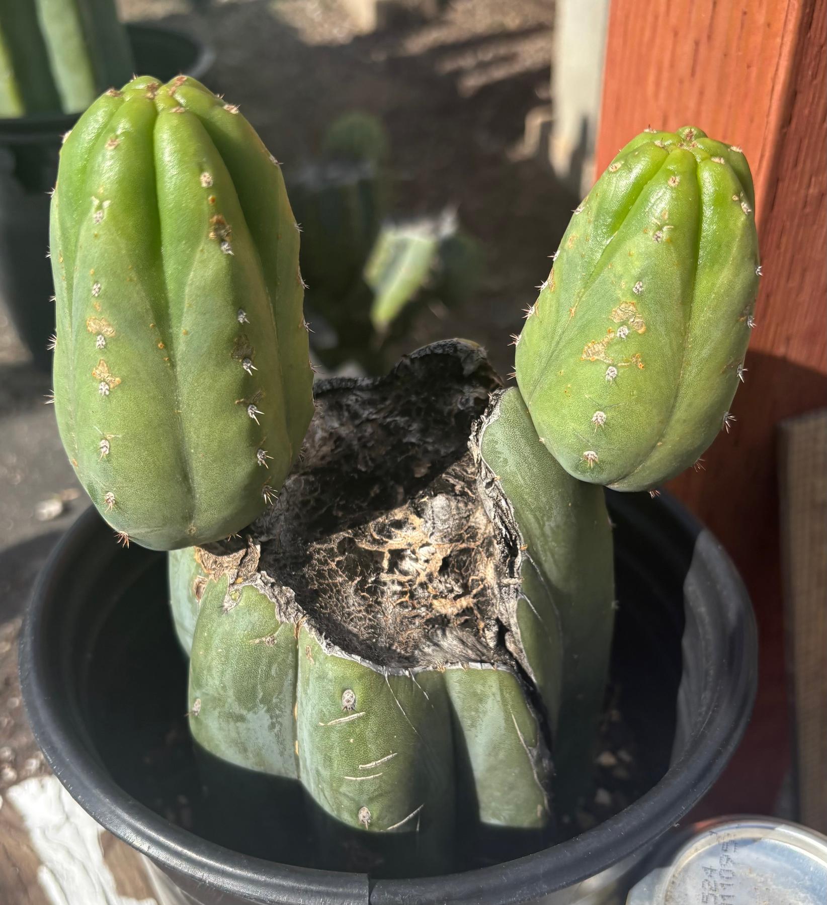 #EC34 EXACT Trichocereus Pachanoi "RTH Robin The Hood" Cactus 8”-Cactus - Large - Exact-The Succulent Source