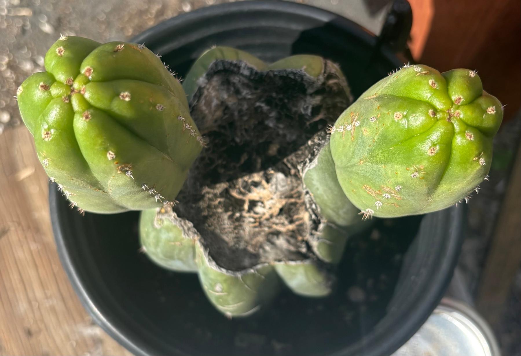 #EC34 EXACT Trichocereus Pachanoi "RTH Robin The Hood" Cactus 8”-Cactus - Large - Exact-The Succulent Source