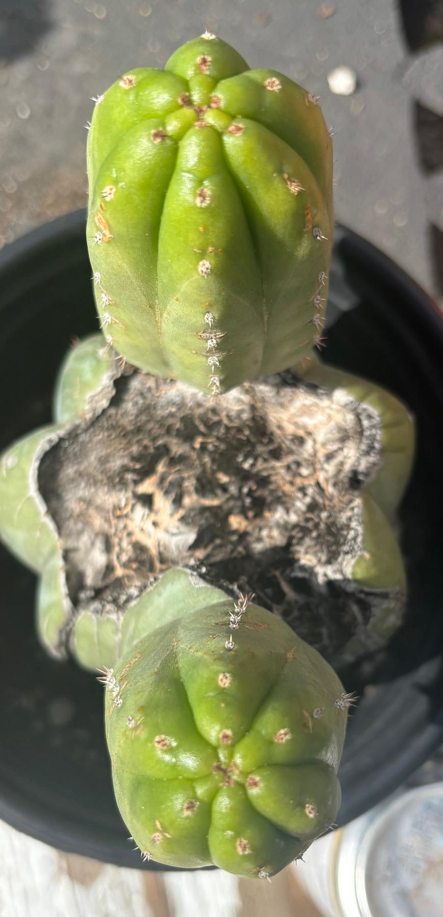#EC34 EXACT Trichocereus Pachanoi "RTH Robin The Hood" Cactus 8”-Cactus - Large - Exact-The Succulent Source