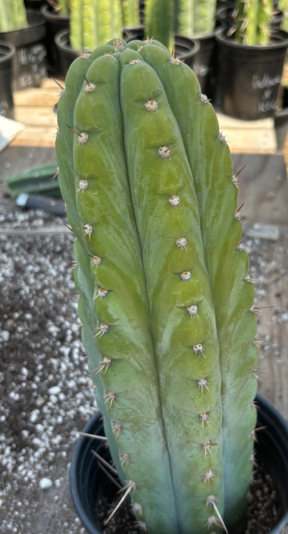 #EC34 EXACT Trichocereus Pachanoi TPM X Bridgesii KGC Cactus 14.5”-Cactus - Large - Exact-The Succulent Source