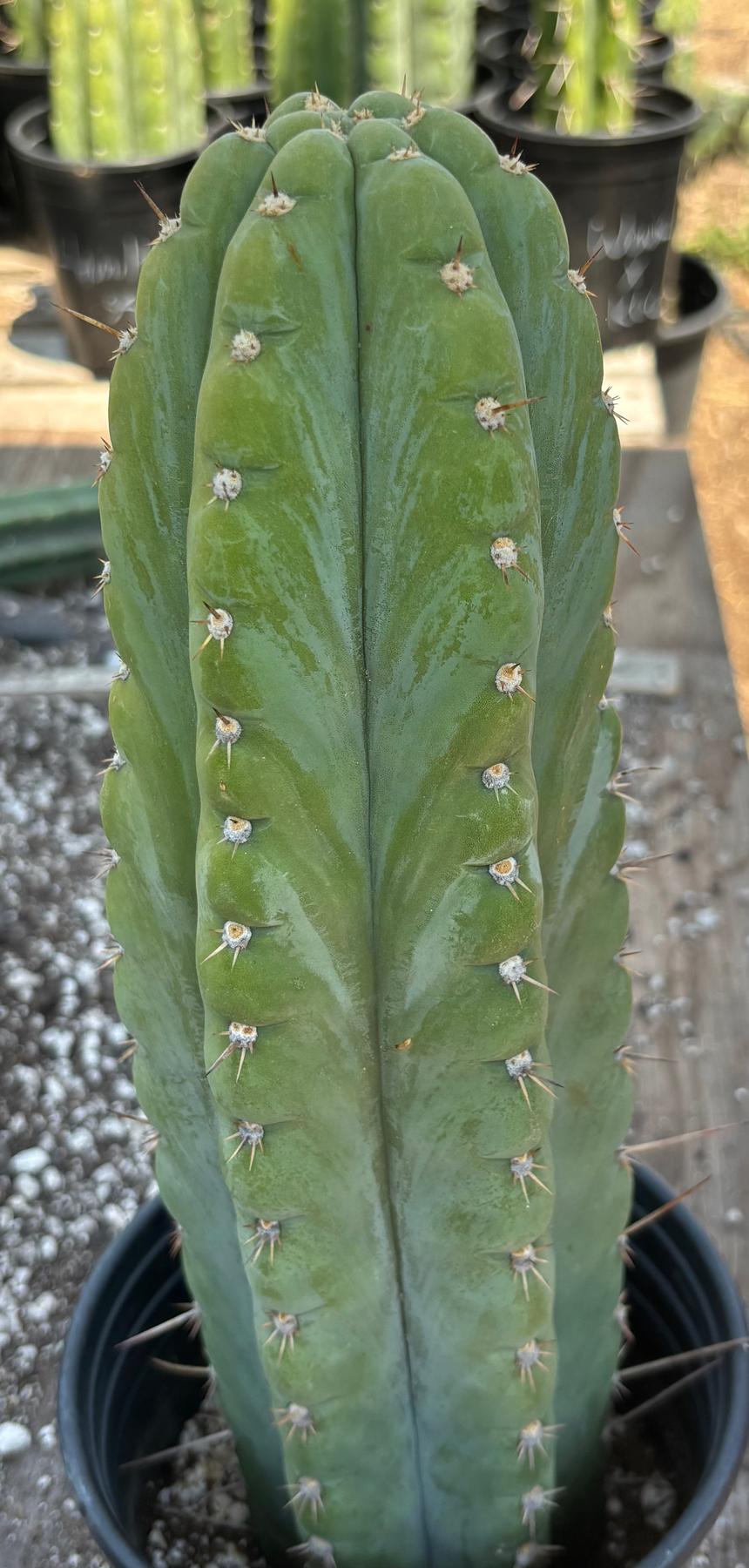 #EC34 EXACT Trichocereus Pachanoi TPM X Bridgesii KGC Cactus 14.5”-Cactus - Large - Exact-The Succulent Source