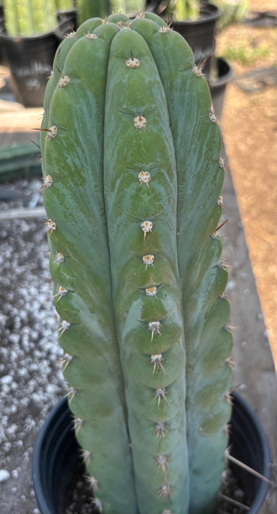 #EC34 EXACT Trichocereus Pachanoi TPM X Bridgesii KGC Cactus 14.5”-Cactus - Large - Exact-The Succulent Source