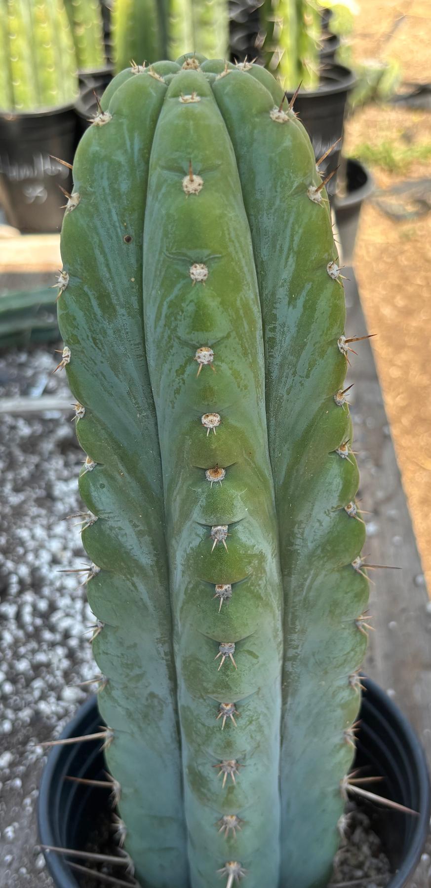 #EC34 EXACT Trichocereus Pachanoi TPM X Bridgesii KGC Cactus 14.5”-Cactus - Large - Exact-The Succulent Source