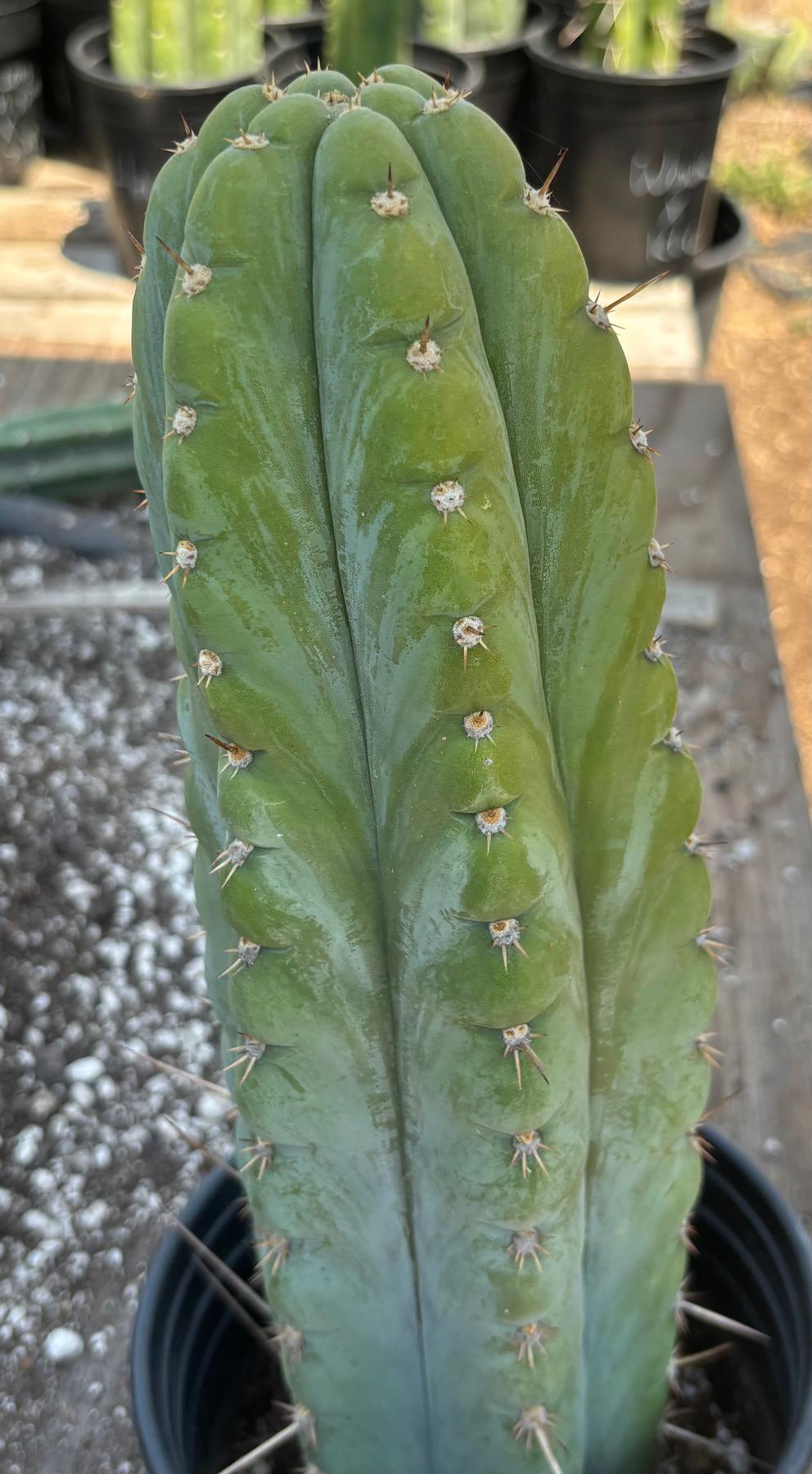 #EC34 EXACT Trichocereus Pachanoi TPM X Bridgesii KGC Cactus 14.5”-Cactus - Large - Exact-The Succulent Source
