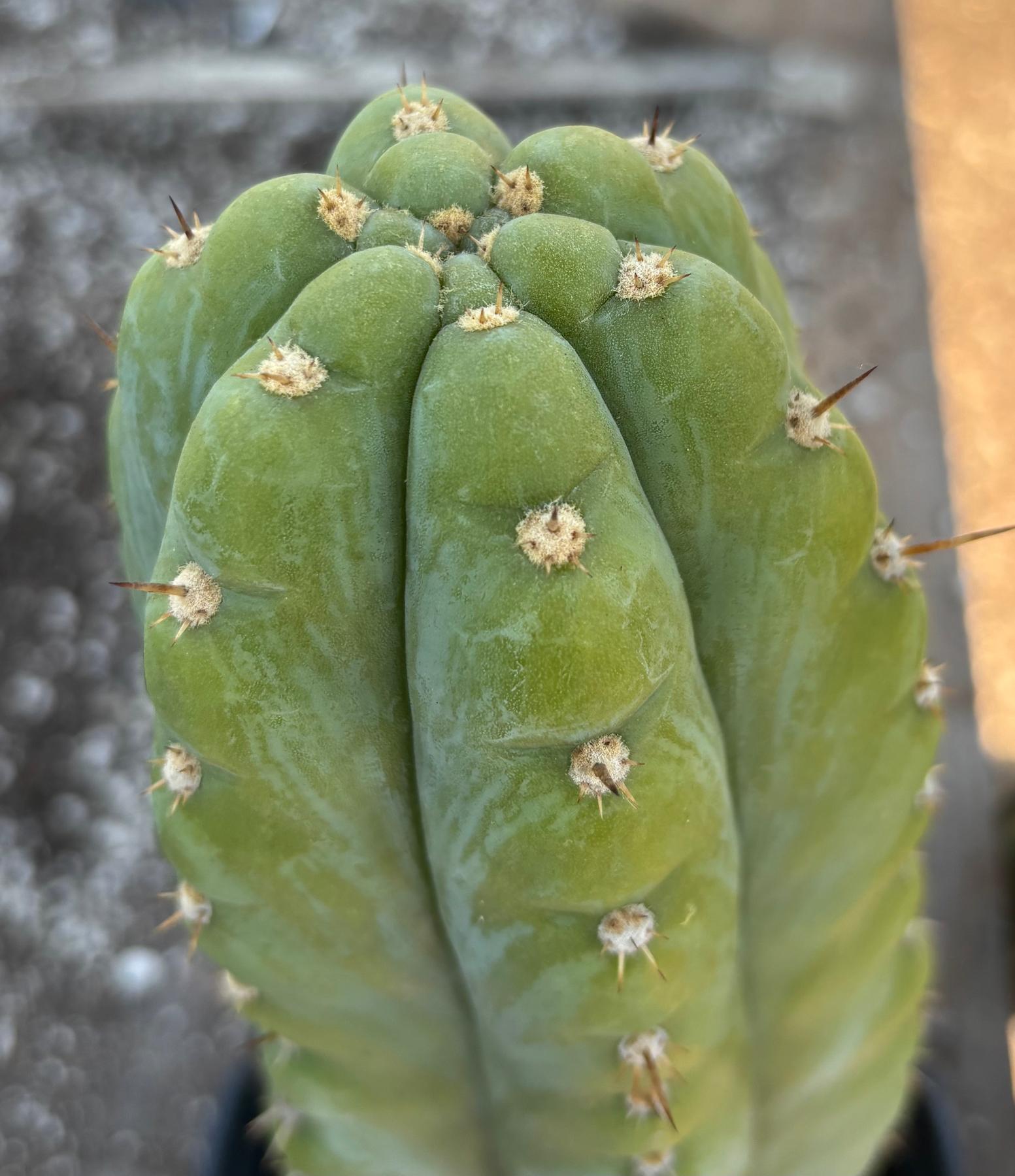 #EC34 EXACT Trichocereus Pachanoi TPM X Bridgesii KGC Cactus 14.5”-Cactus - Large - Exact-The Succulent Source