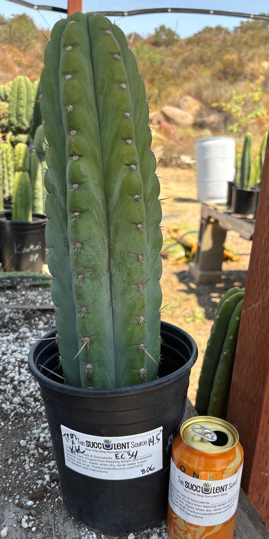 #EC34 EXACT Trichocereus Pachanoi TPM X Bridgesii KGC Cactus 14.5”-Cactus - Large - Exact-The Succulent Source