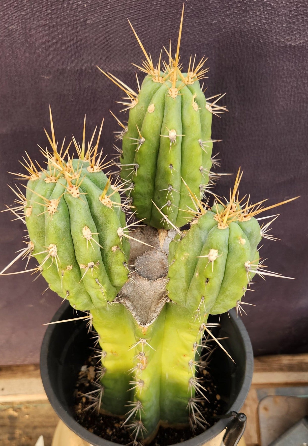 #EC340 EXACT Trichocereus Pachanoi Lost Label Cactus 12.5"-Cactus - Large - Exact-The Succulent Source