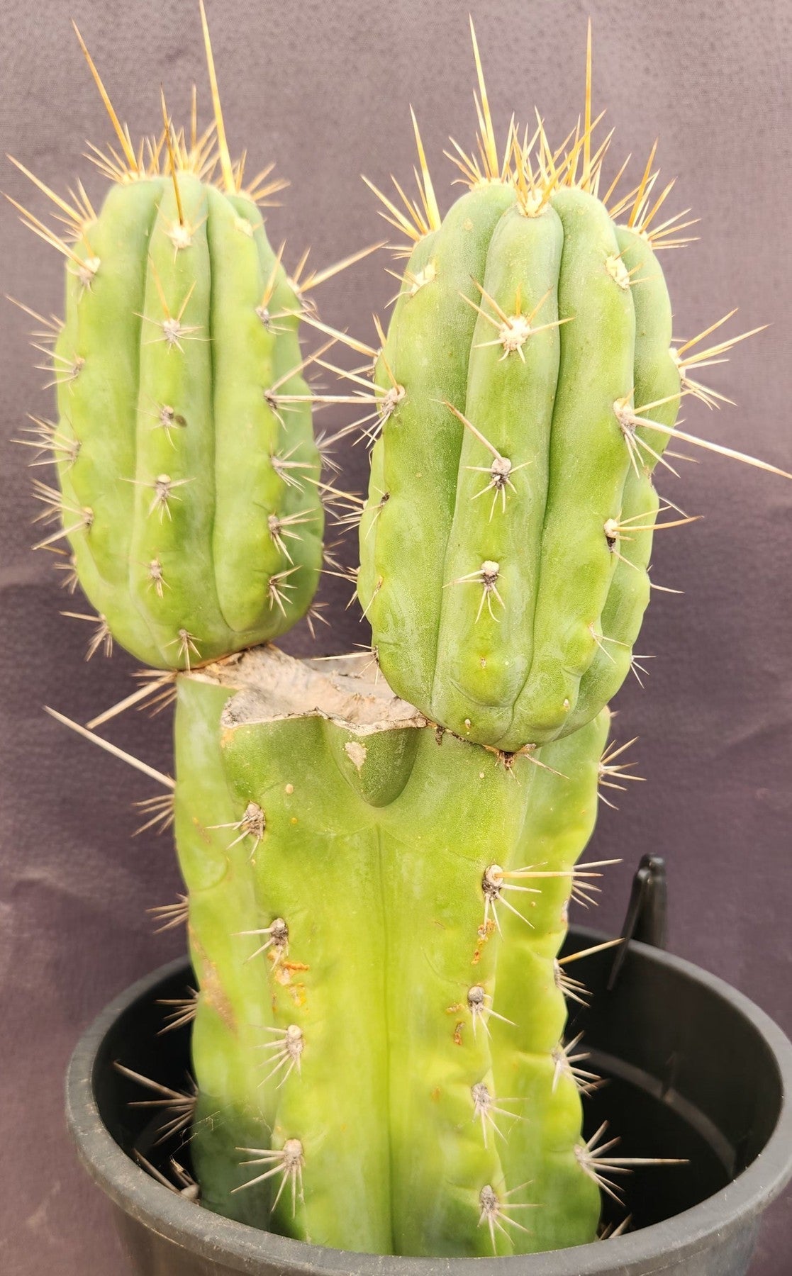 #EC340 EXACT Trichocereus Pachanoi Lost Label Cactus 12.5"-Cactus - Large - Exact-The Succulent Source