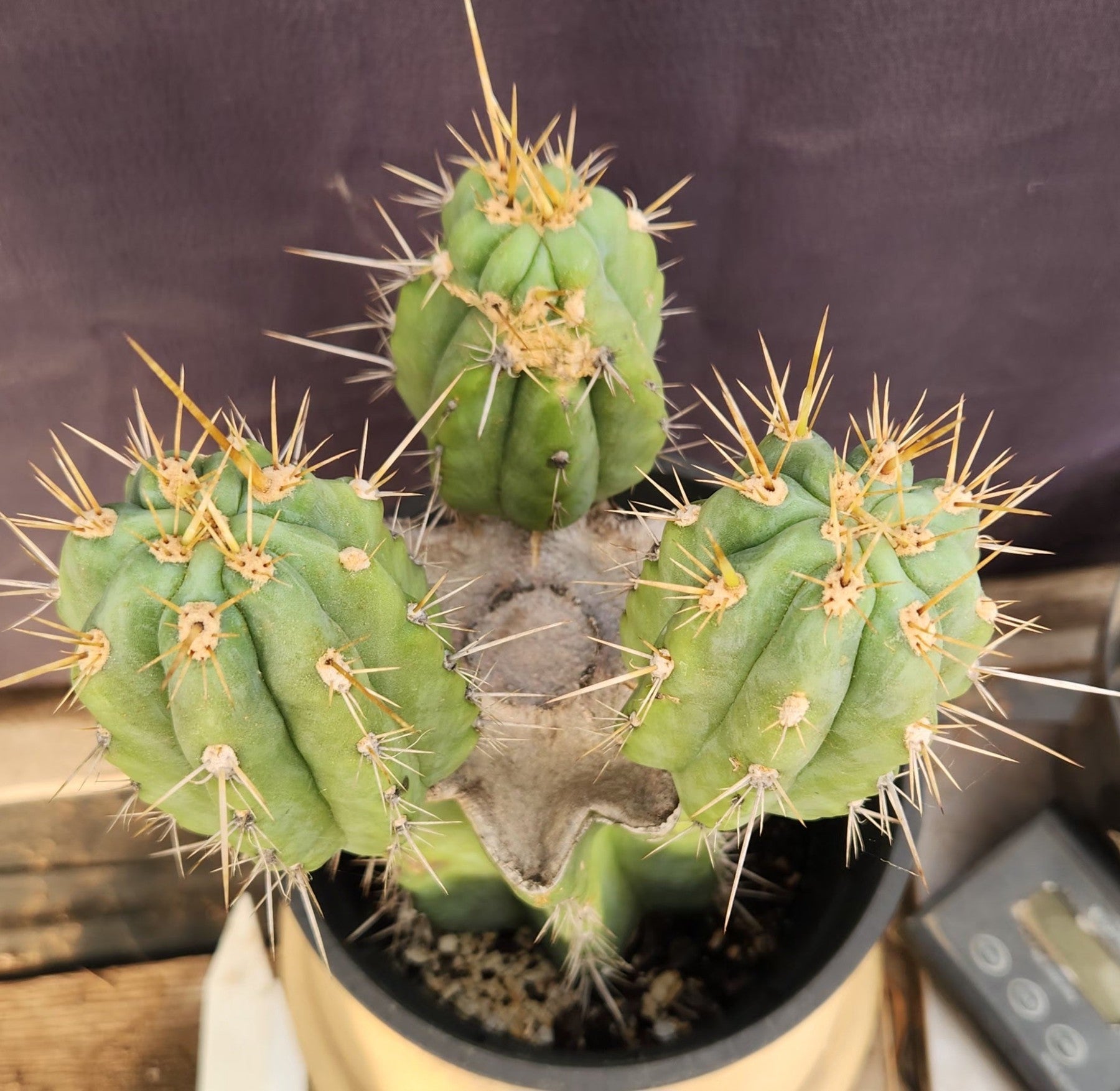 #EC340 EXACT Trichocereus Pachanoi Lost Label Cactus 12.5"-Cactus - Large - Exact-The Succulent Source