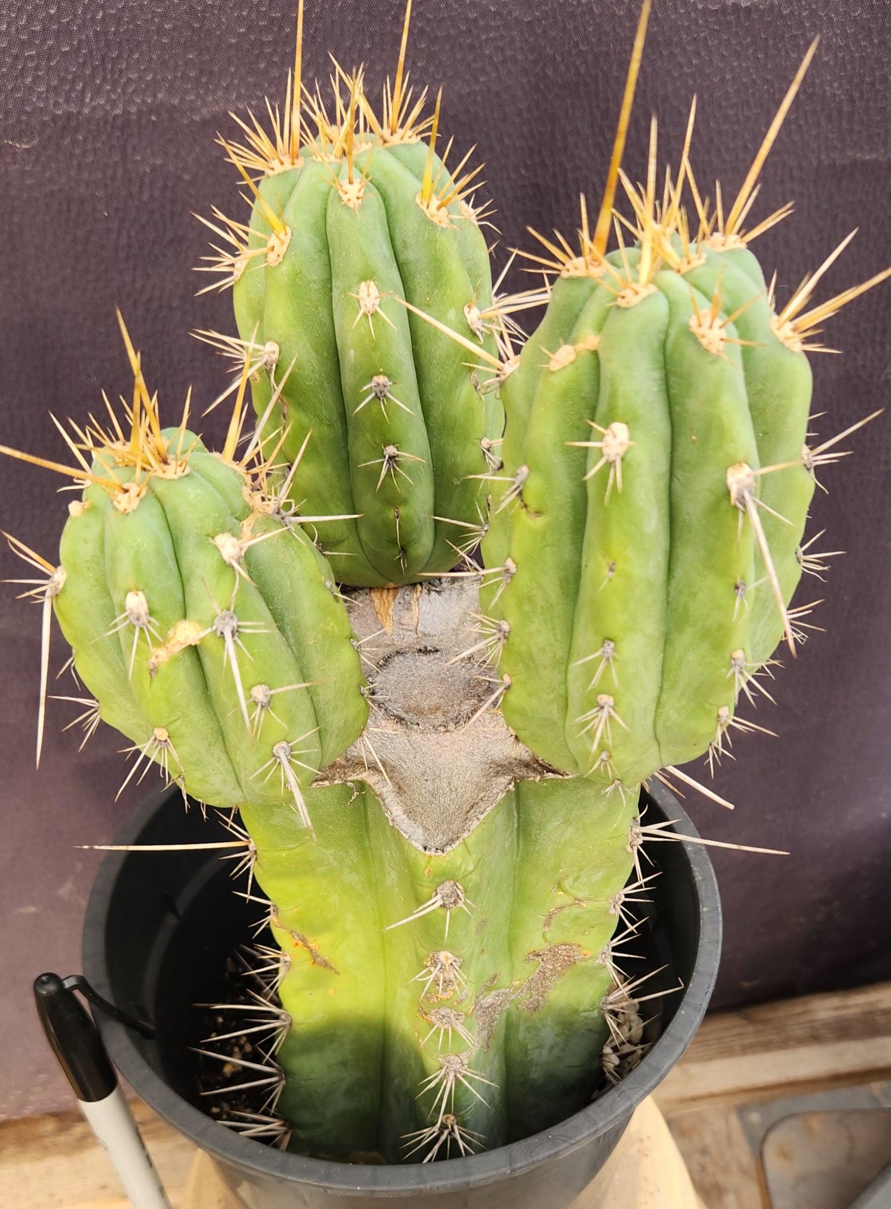 #EC340 EXACT Trichocereus Pachanoi Lost Label Cactus 12.5"-Cactus - Large - Exact-The Succulent Source