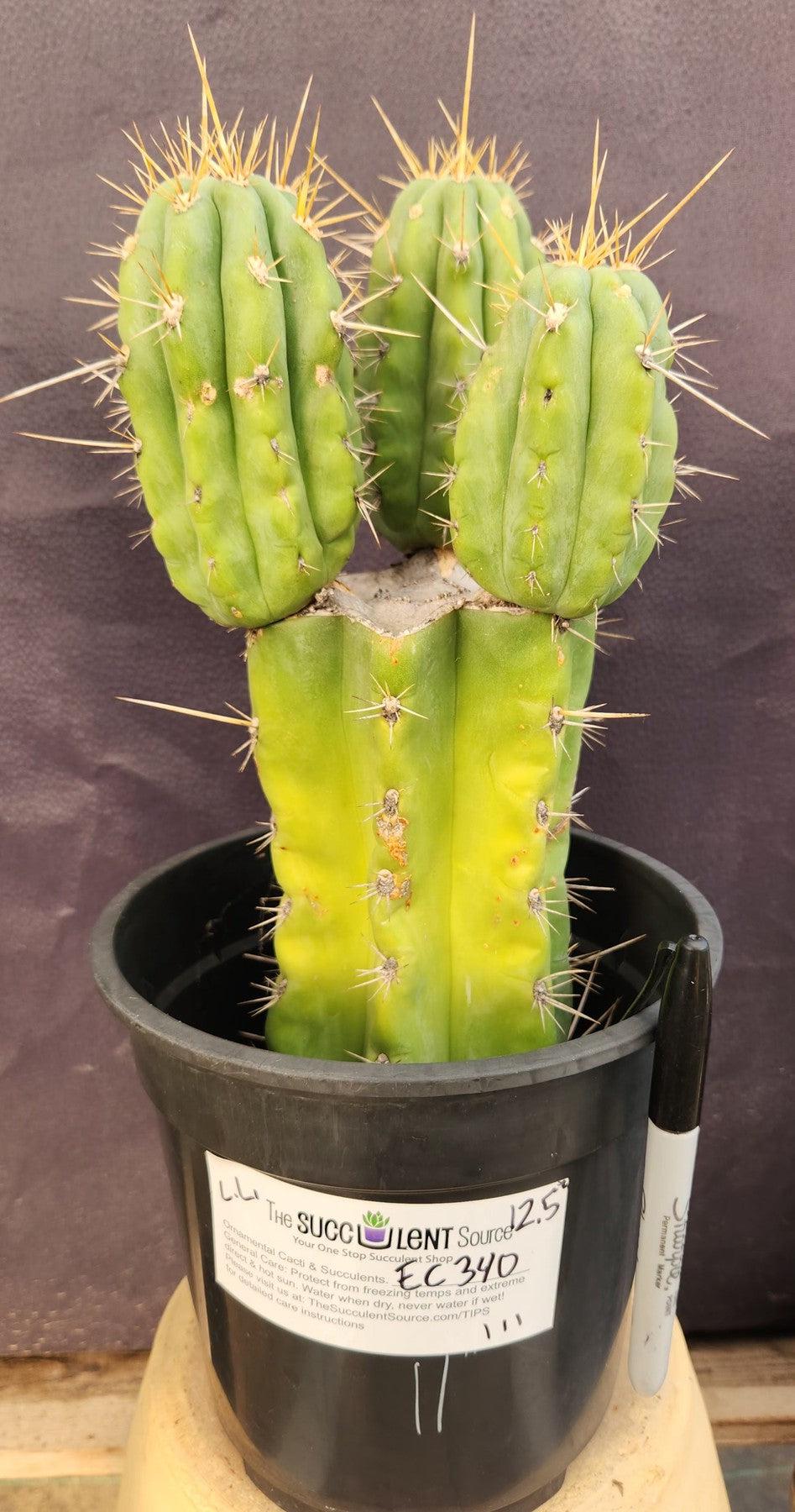 #EC340 EXACT Trichocereus Pachanoi Lost Label Cactus 12.5"-Cactus - Large - Exact-The Succulent Source