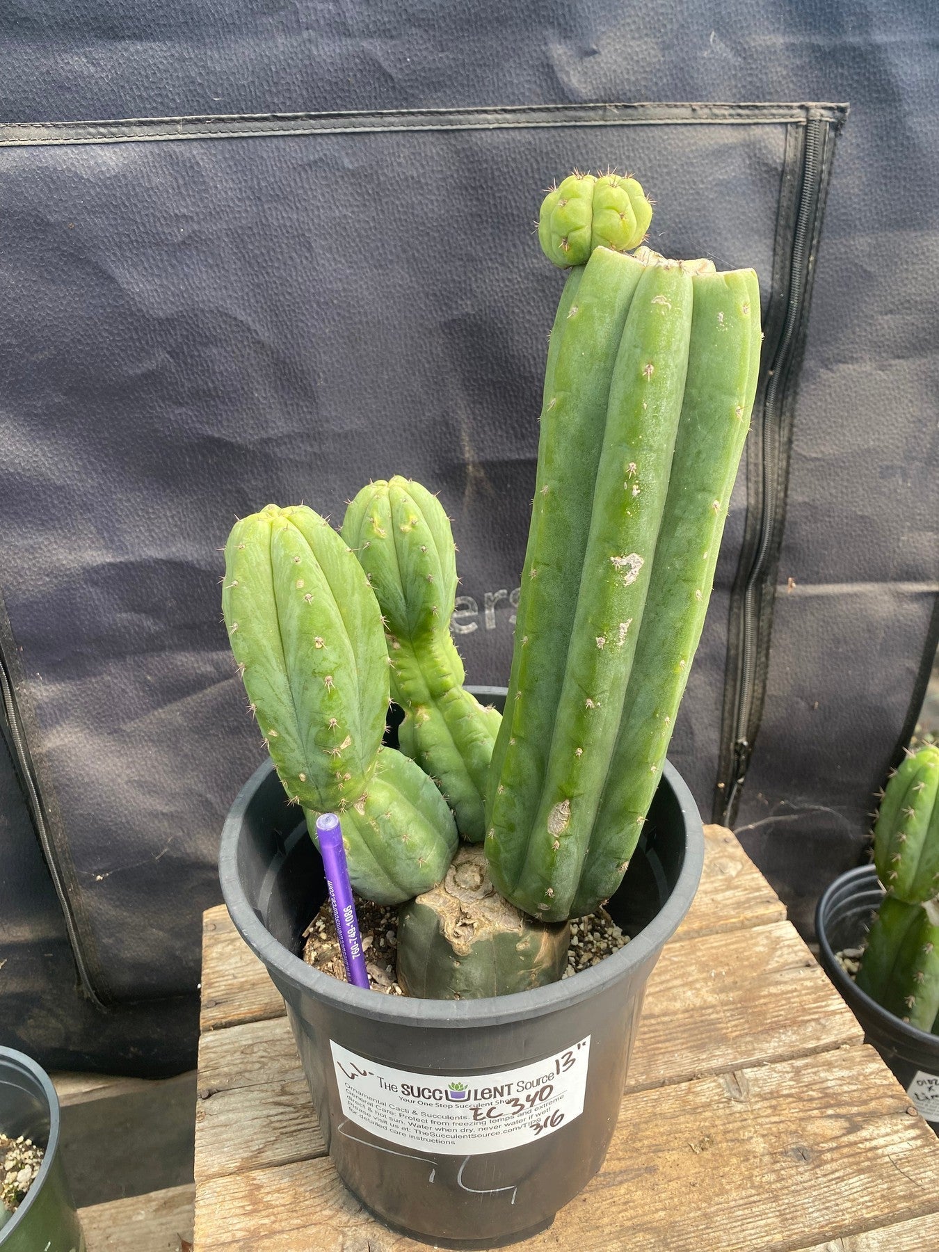 #EC340 EXACT Trichocereus Hybrid Bridgesii Psycho X Peruvianus LumberJack Cactus 13”"-Cactus - Large - Exact-The Succulent Source