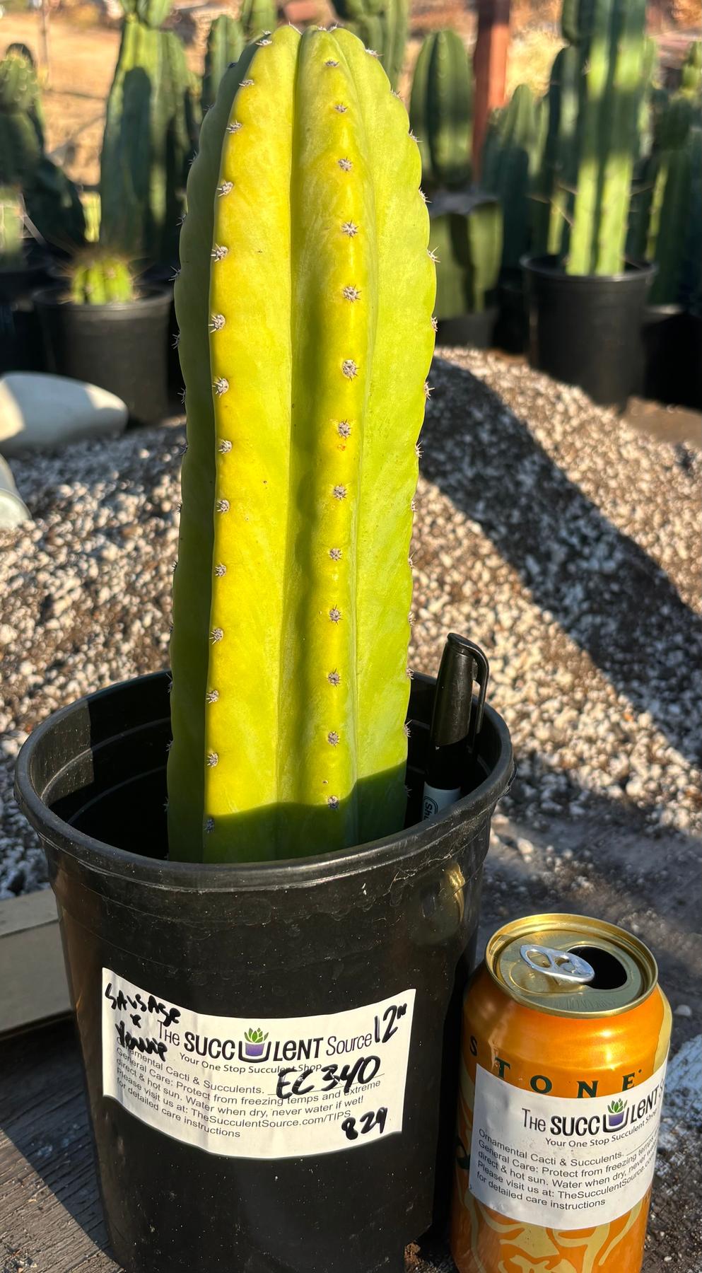 #EC340 EXACT Trichocereus Pachanoi Sausage X Pachanoi Yowie Cactus 12”-Cactus - Large - Exact-The Succulent Source