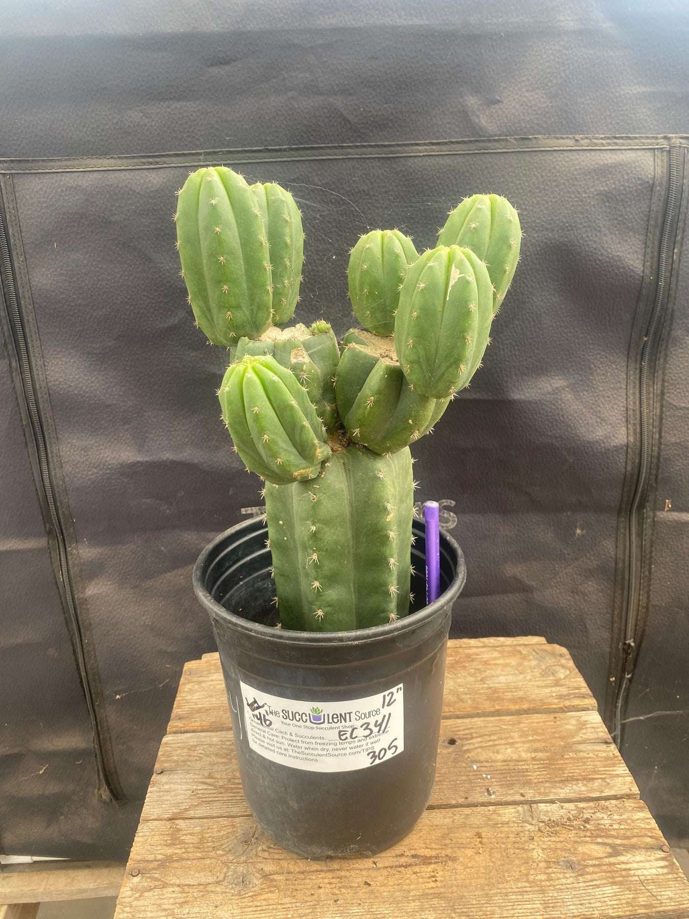 #EC341 EXACT Trichocereus Pachanoi "46" Cactus 12"-Cactus - Large - Exact-The Succulent Source