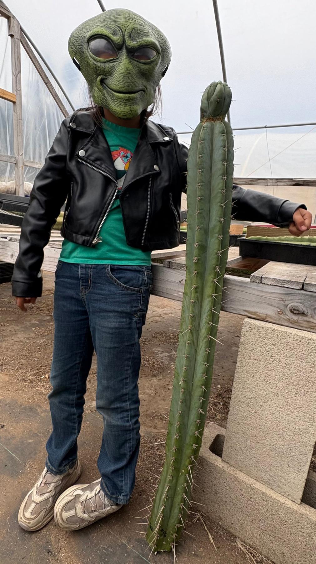 #EC341 EXACT Trichocereus Pachanoi "46" Cactus 42”-Cactus - Large - Exact-The Succulent Source