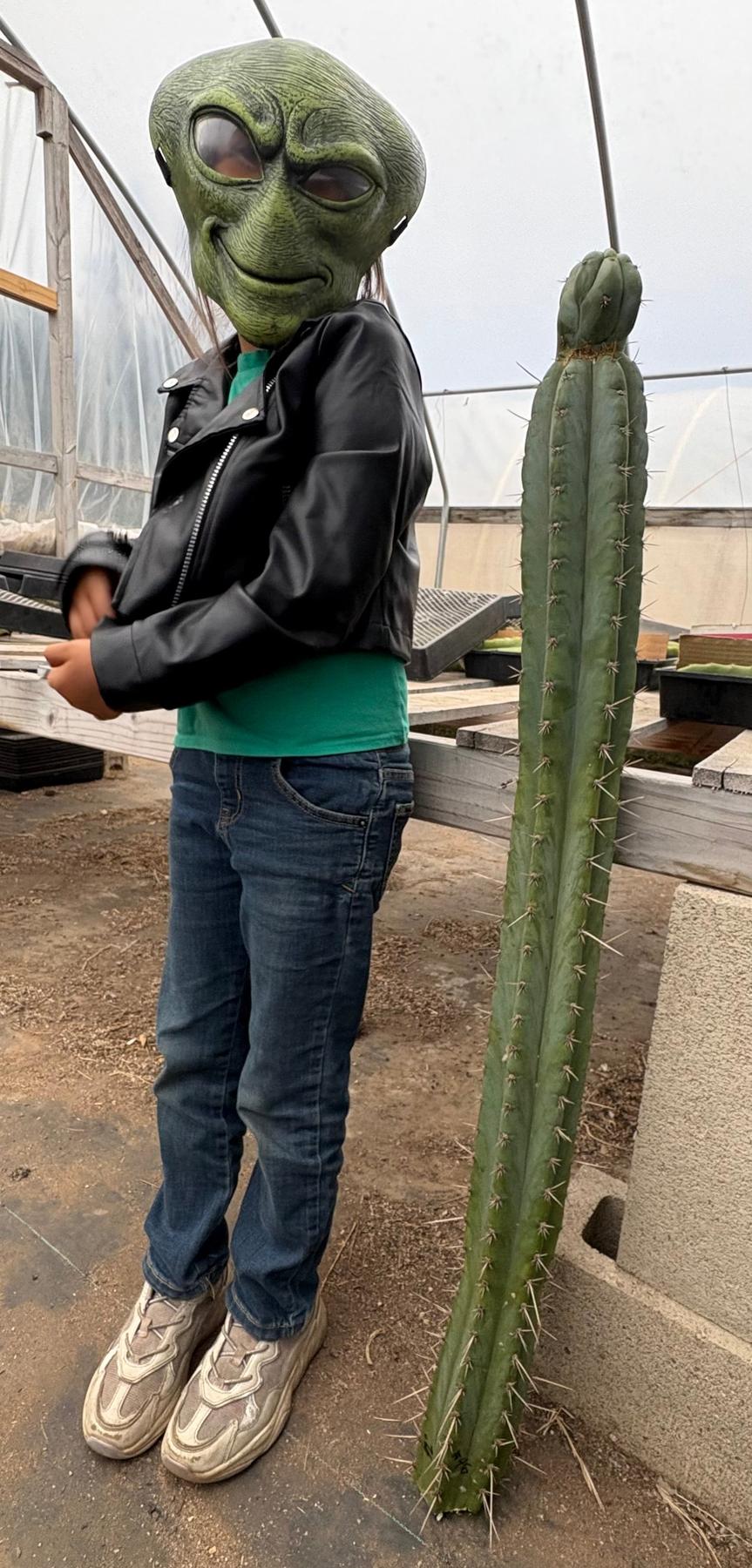#EC341 EXACT Trichocereus Pachanoi "46" Cactus 42”-Cactus - Large - Exact-The Succulent Source