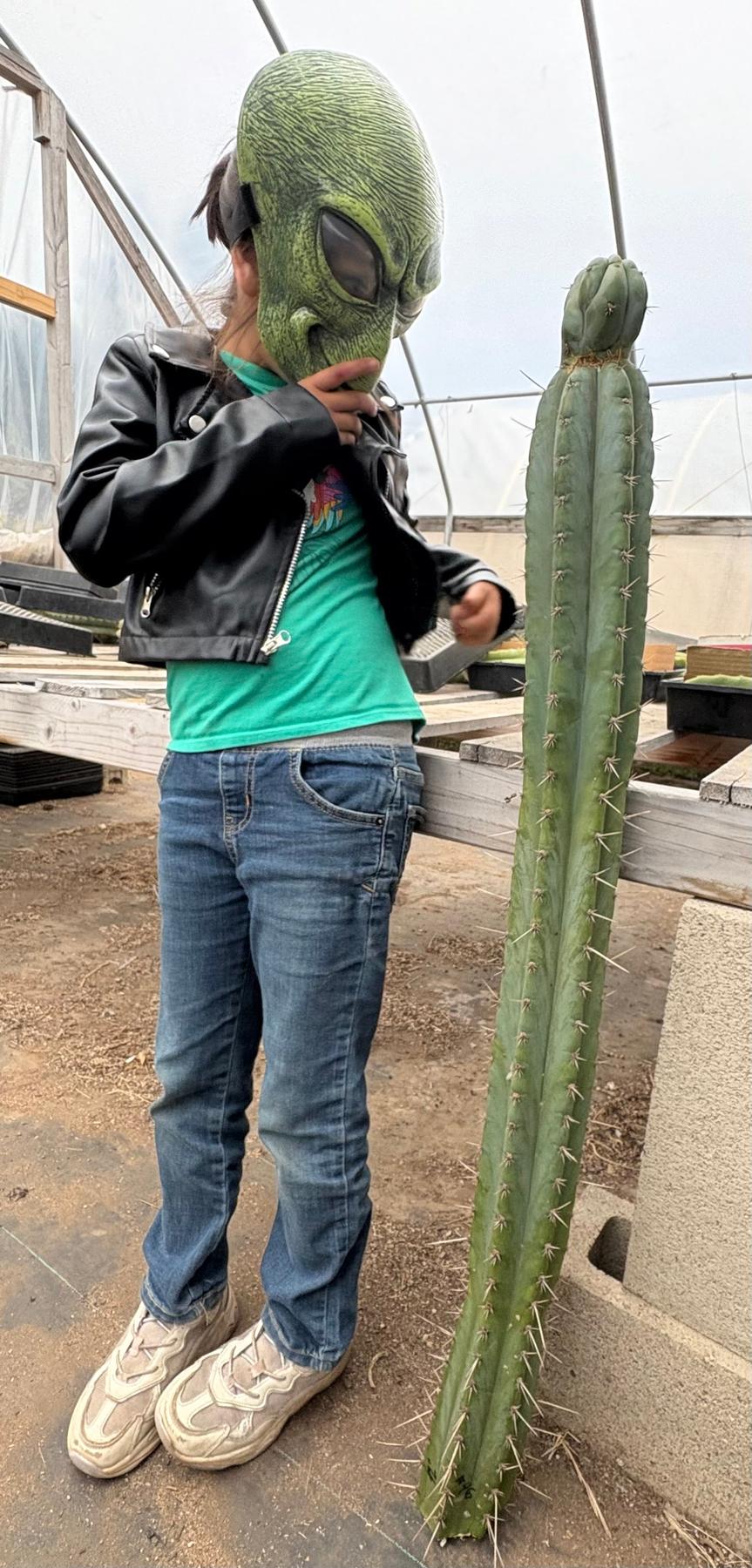 #EC341 EXACT Trichocereus Pachanoi "46" Cactus 42”-Cactus - Large - Exact-The Succulent Source