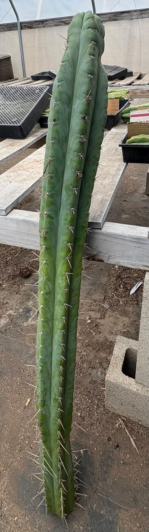 #EC341 EXACT Trichocereus Pachanoi "46" Cactus 42”-Cactus - Large - Exact-The Succulent Source