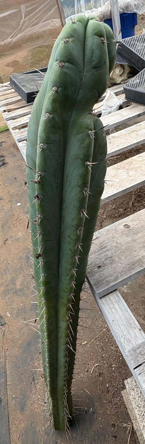 #EC341 EXACT Trichocereus Pachanoi "46" Cactus 42”-Cactus - Large - Exact-The Succulent Source