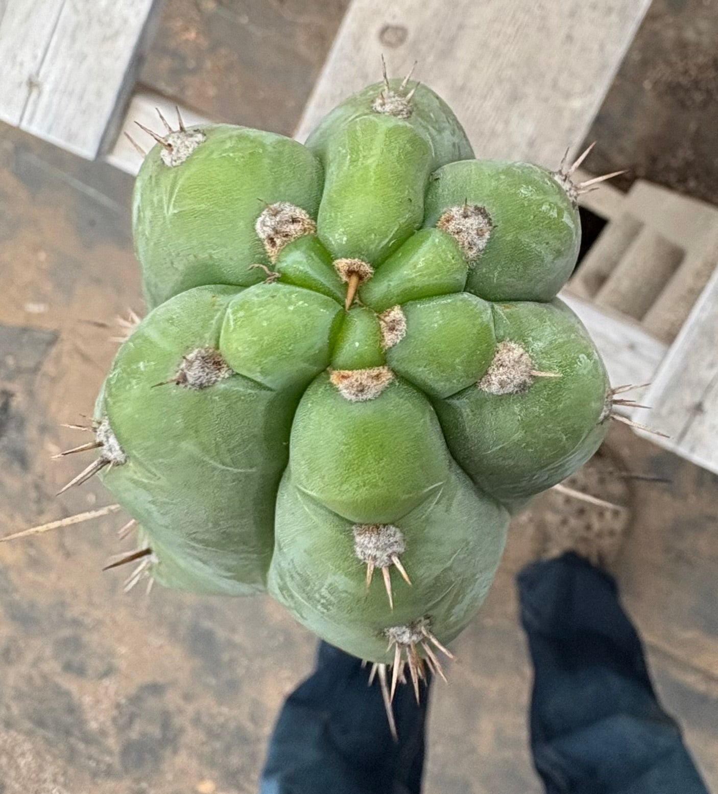 #EC341 EXACT Trichocereus Pachanoi "46" Cactus 42”-Cactus - Large - Exact-The Succulent Source