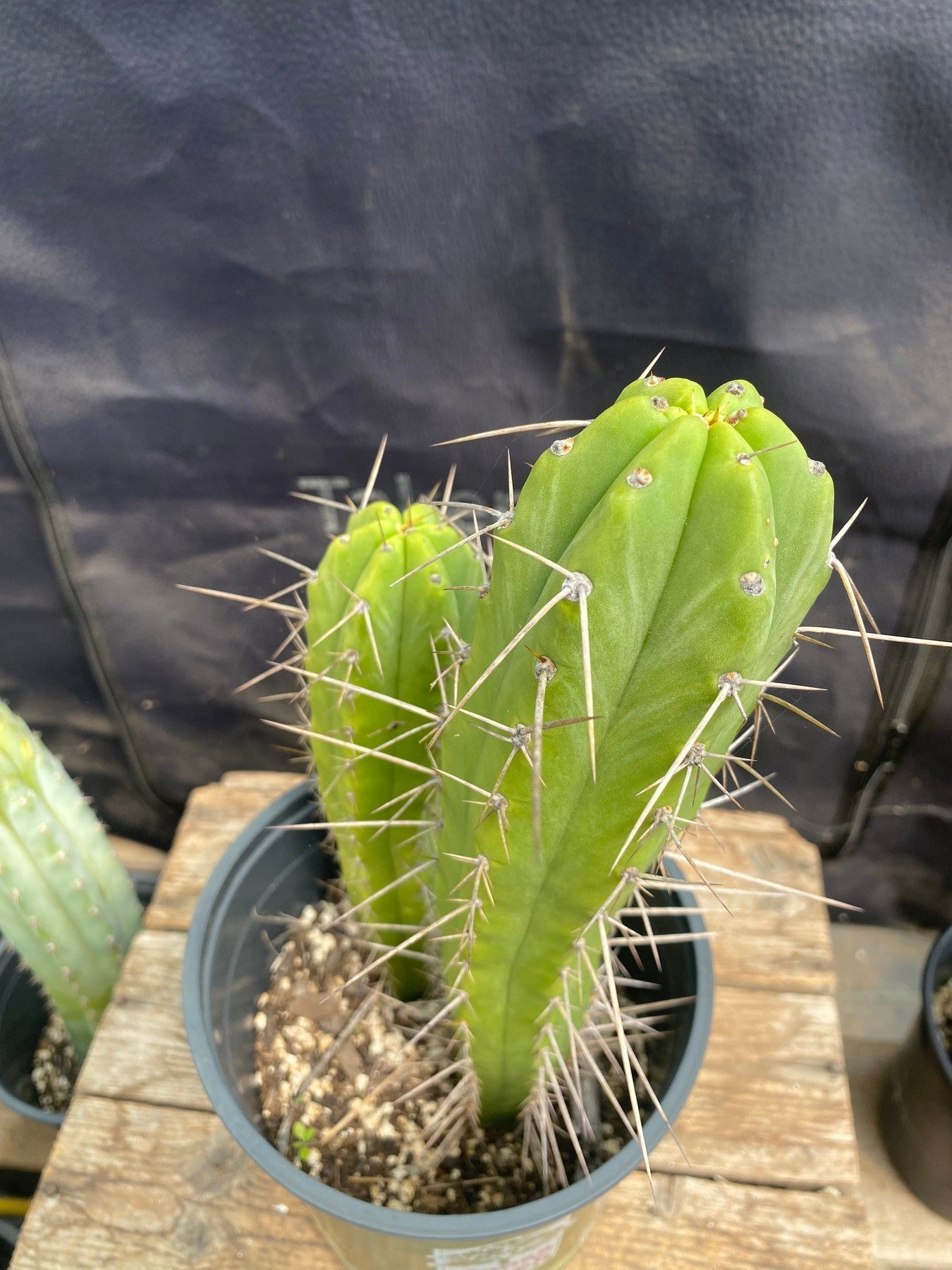 #EC342 EXACT Trichocereus Dr G Scopulicola X Bridgesii SS02 Cactus 11.5 8.5"-Cactus - Large - Exact-The Succulent Source