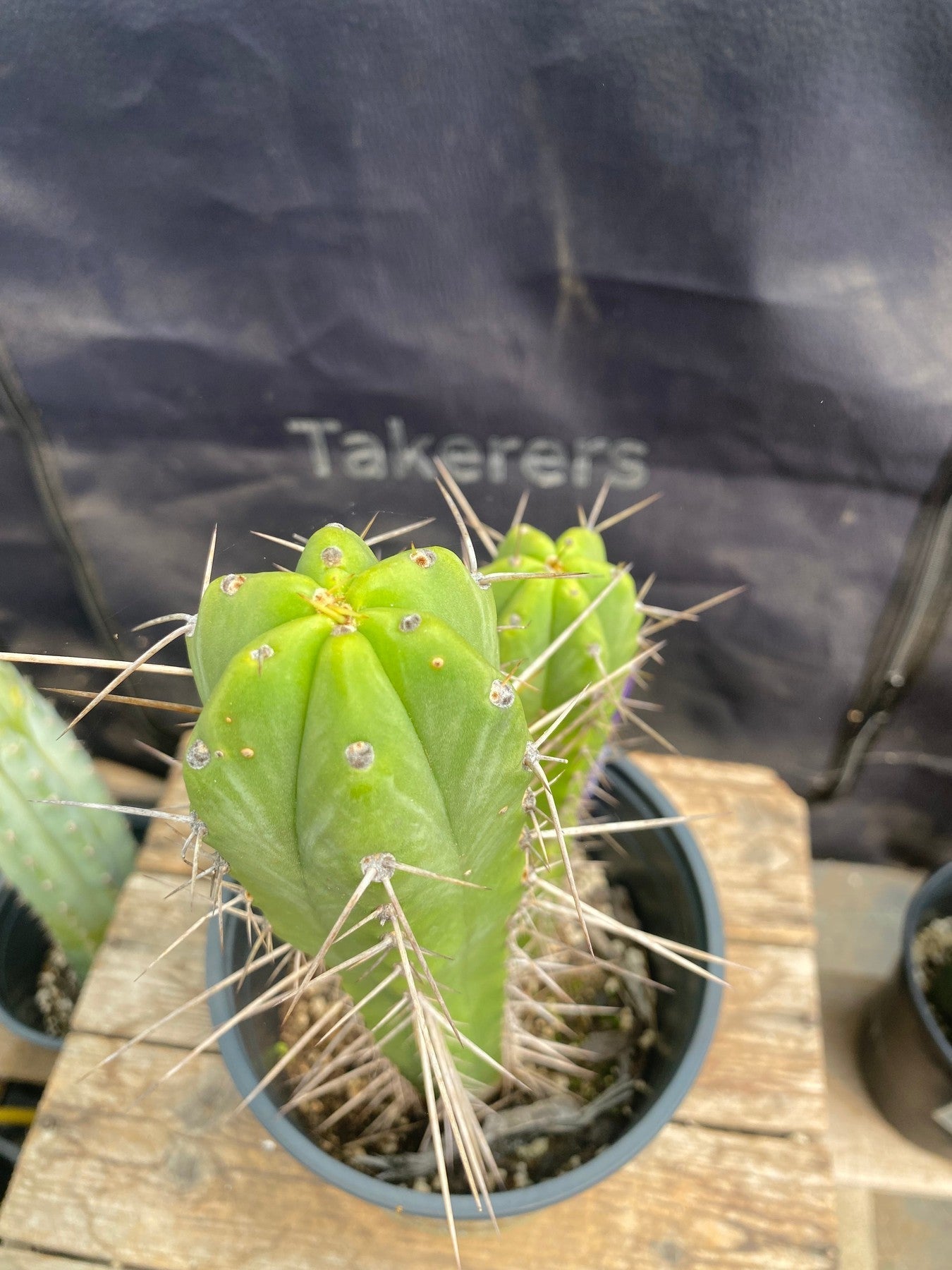#EC342 EXACT Trichocereus Dr G Scopulicola X Bridgesii SS02 Cactus 11.5 8.5"-Cactus - Large - Exact-The Succulent Source