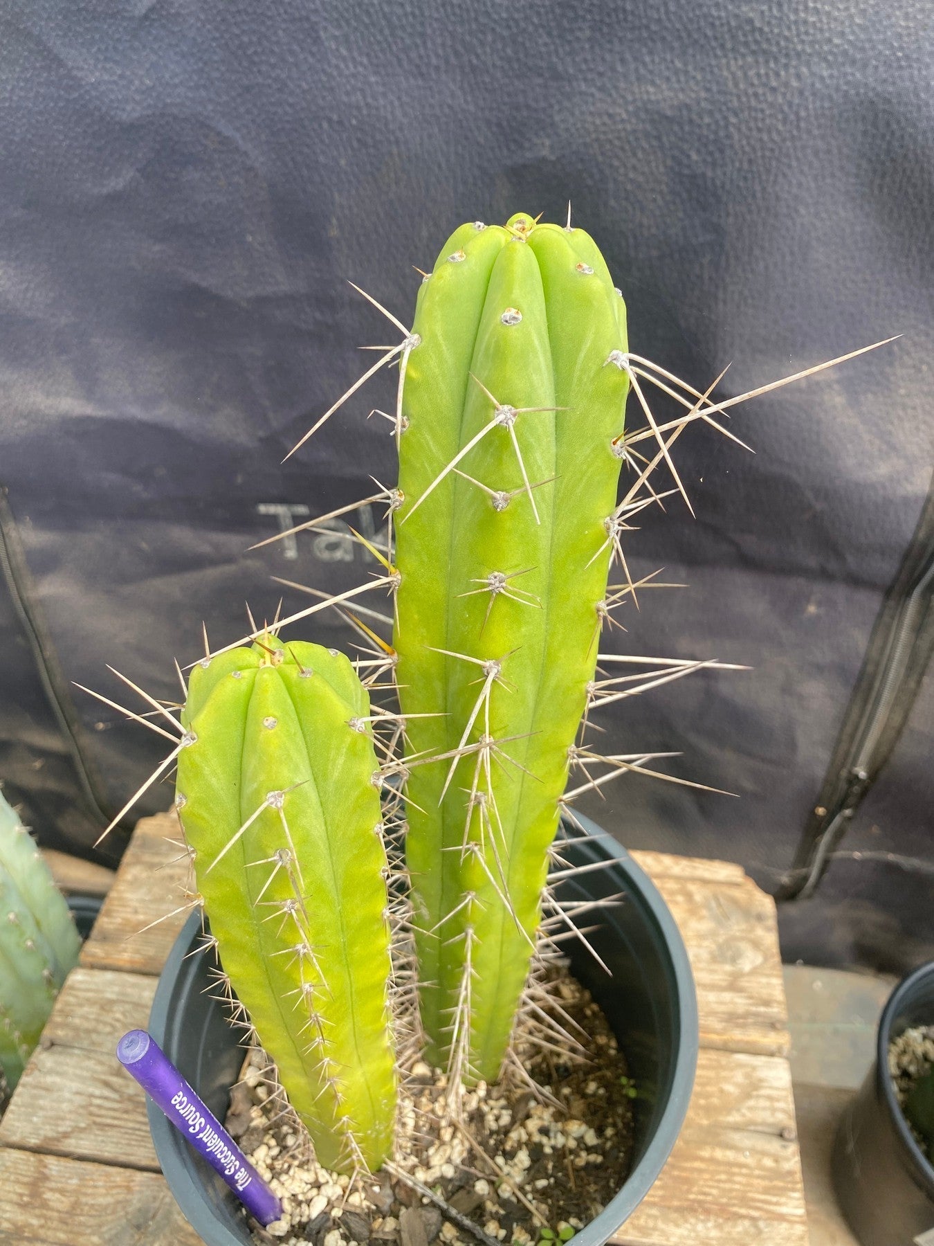#EC342 EXACT Trichocereus Dr G Scopulicola X Bridgesii SS02 Cactus 11.5 8.5"-Cactus - Large - Exact-The Succulent Source