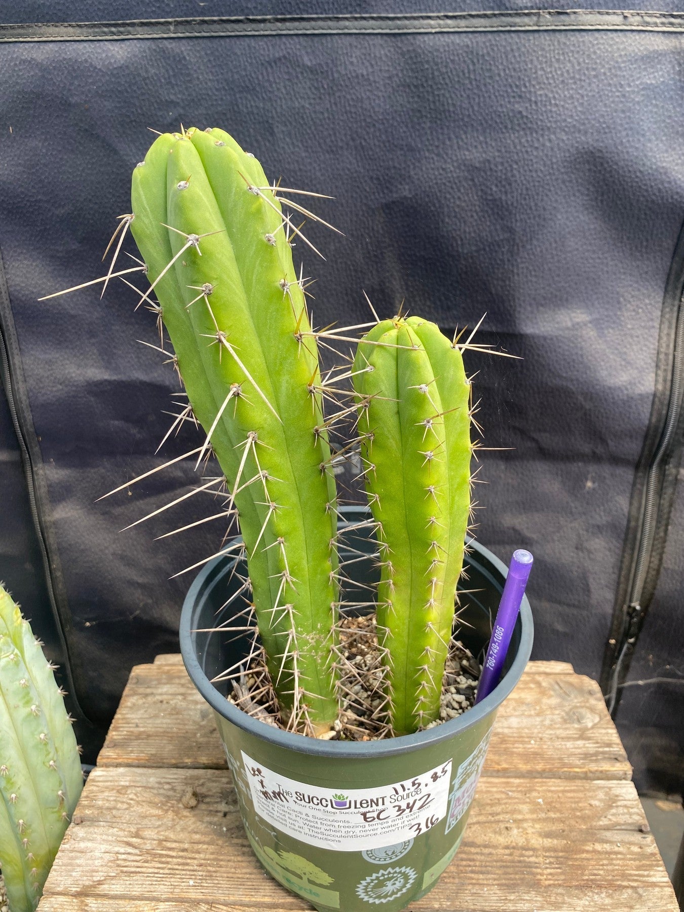#EC342 EXACT Trichocereus Dr G Scopulicola X Bridgesii SS02 Cactus 11.5 8.5"-Cactus - Large - Exact-The Succulent Source