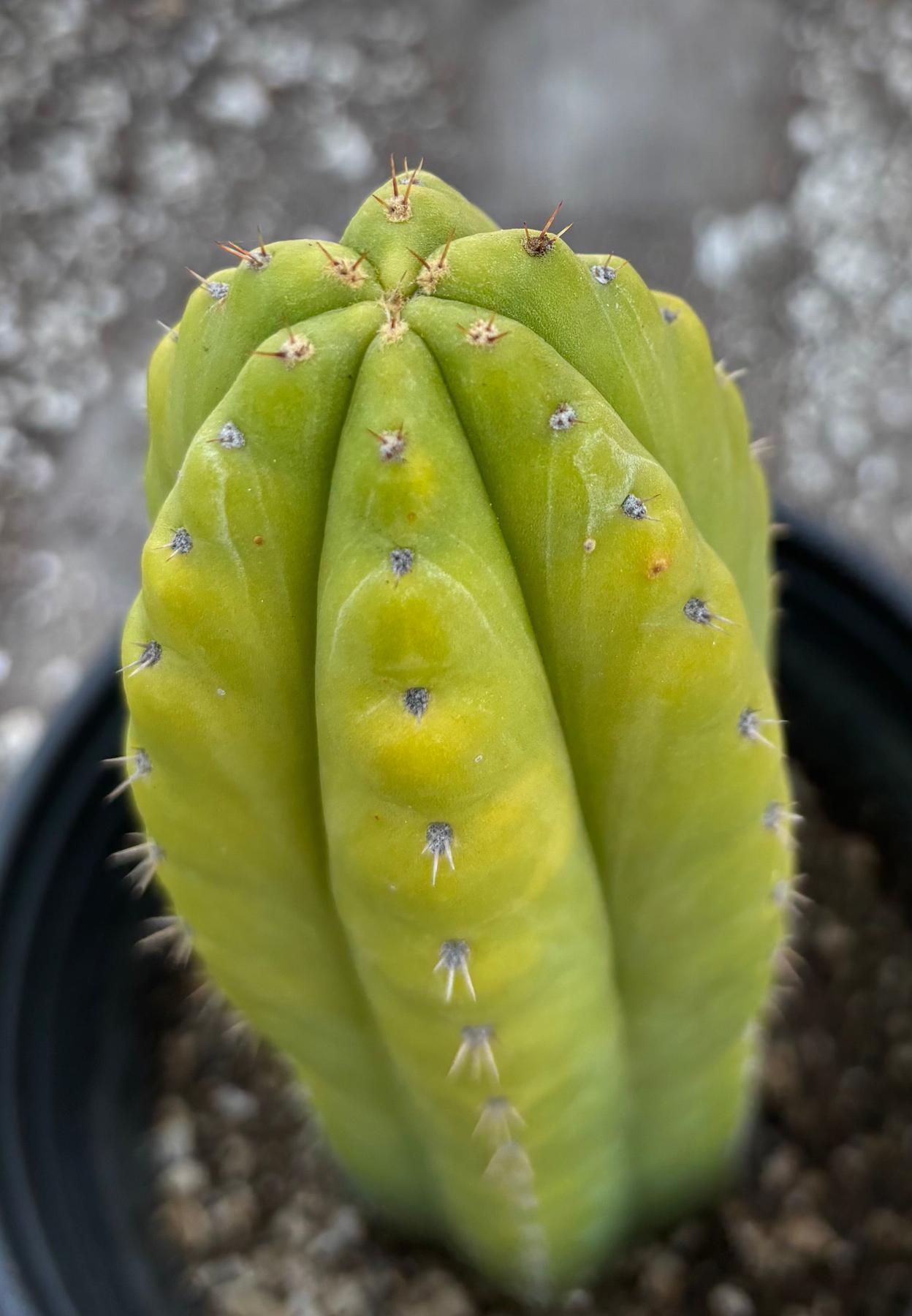 #EC342 EXACT Trichocereus Pachanoi Munay OP Chavin Cactus 10”-Cactus - Large - Exact-The Succulent Source
