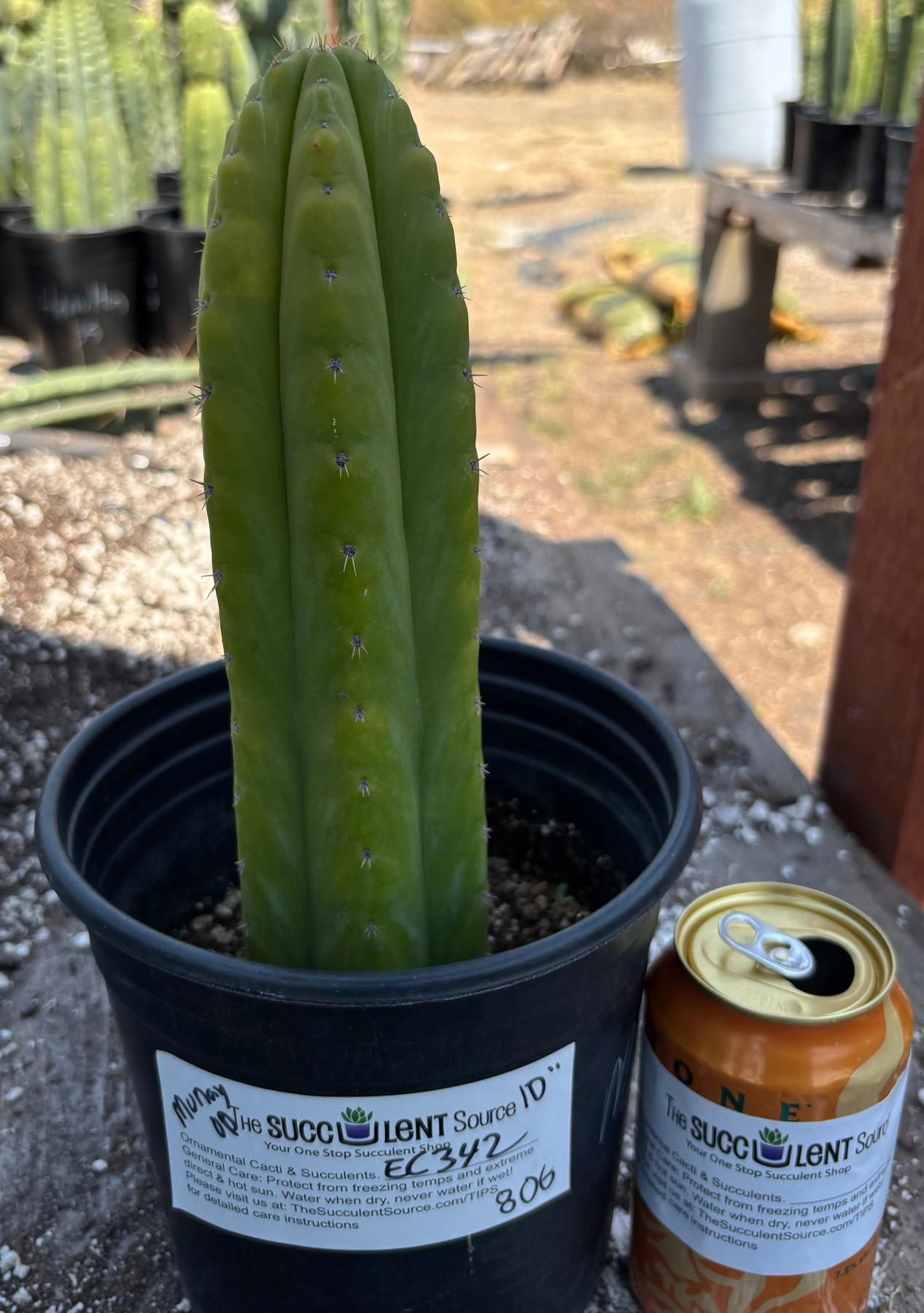 #EC342 EXACT Trichocereus Pachanoi Munay OP Chavin Cactus 10”-Cactus - Large - Exact-The Succulent Source