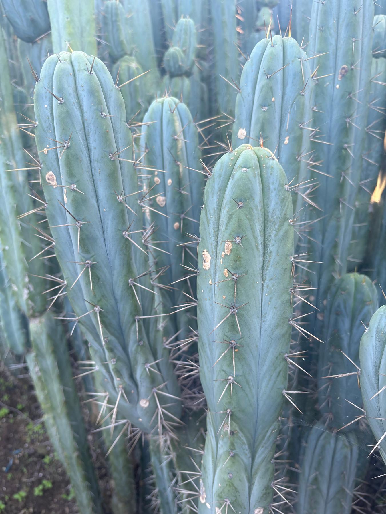 #EC343 EXACT Trichocereus Bridgesii Cactus Cutting 12”-Cactus - Large - Exact-The Succulent Source