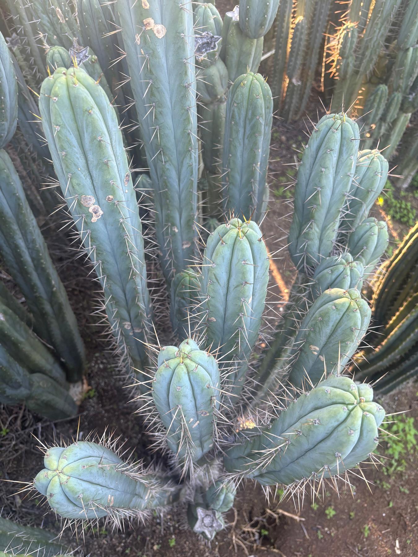 #EC343 EXACT Trichocereus Bridgesii Cactus Cutting 12”-Cactus - Large - Exact-The Succulent Source