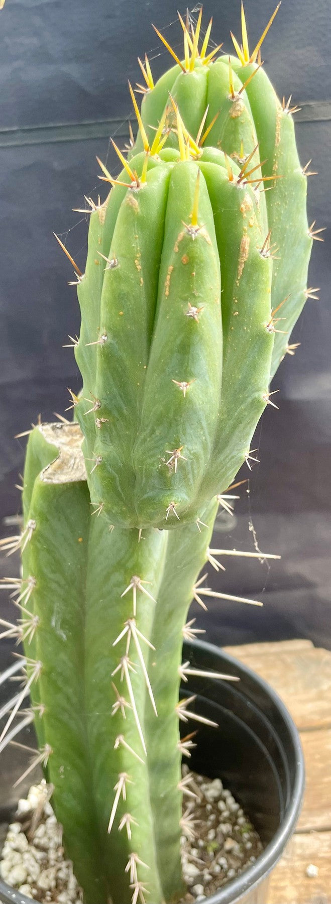 #EC343 EXACT Trichocereus Lost Label Cactus 15"-Cactus - Large - Exact-The Succulent Source