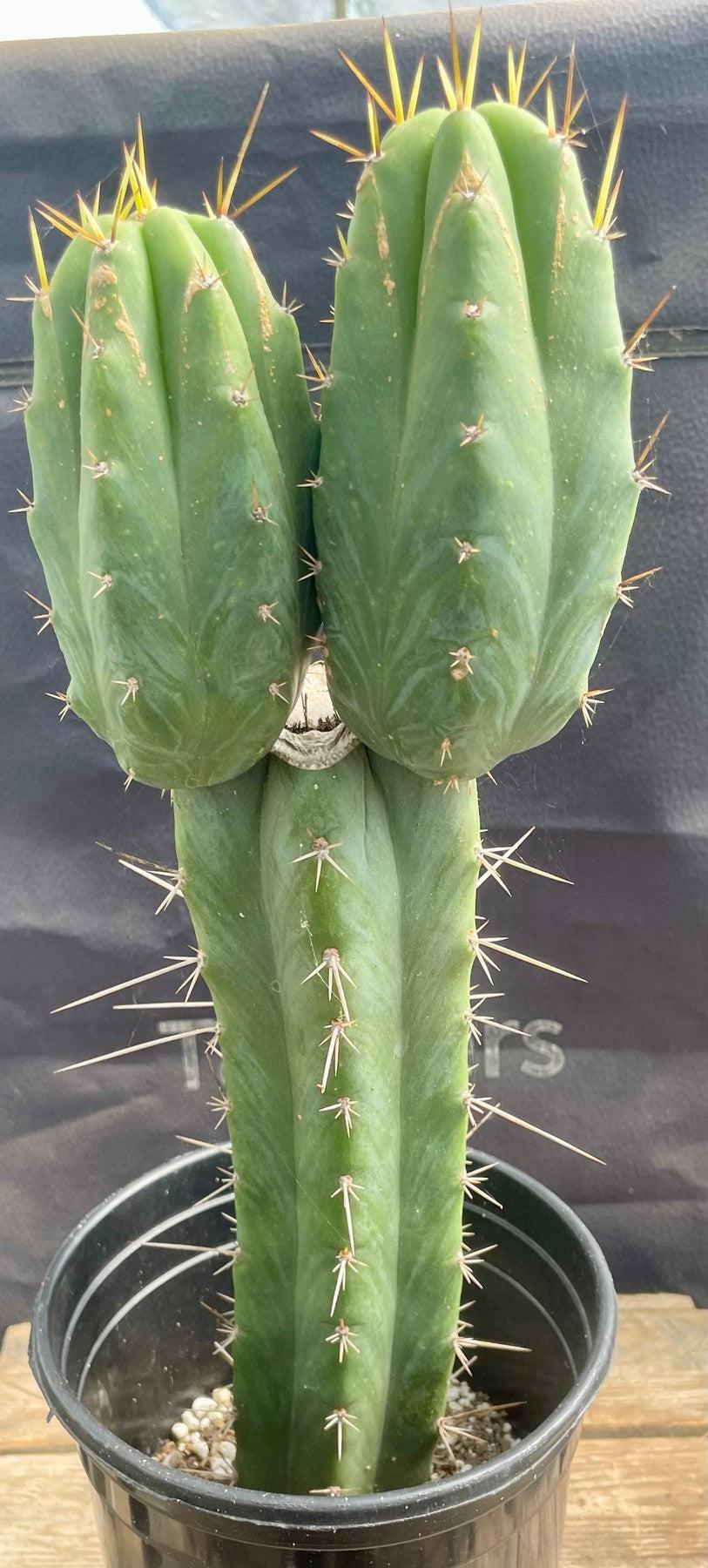 #EC343 EXACT Trichocereus Lost Label Cactus 15"-Cactus - Large - Exact-The Succulent Source