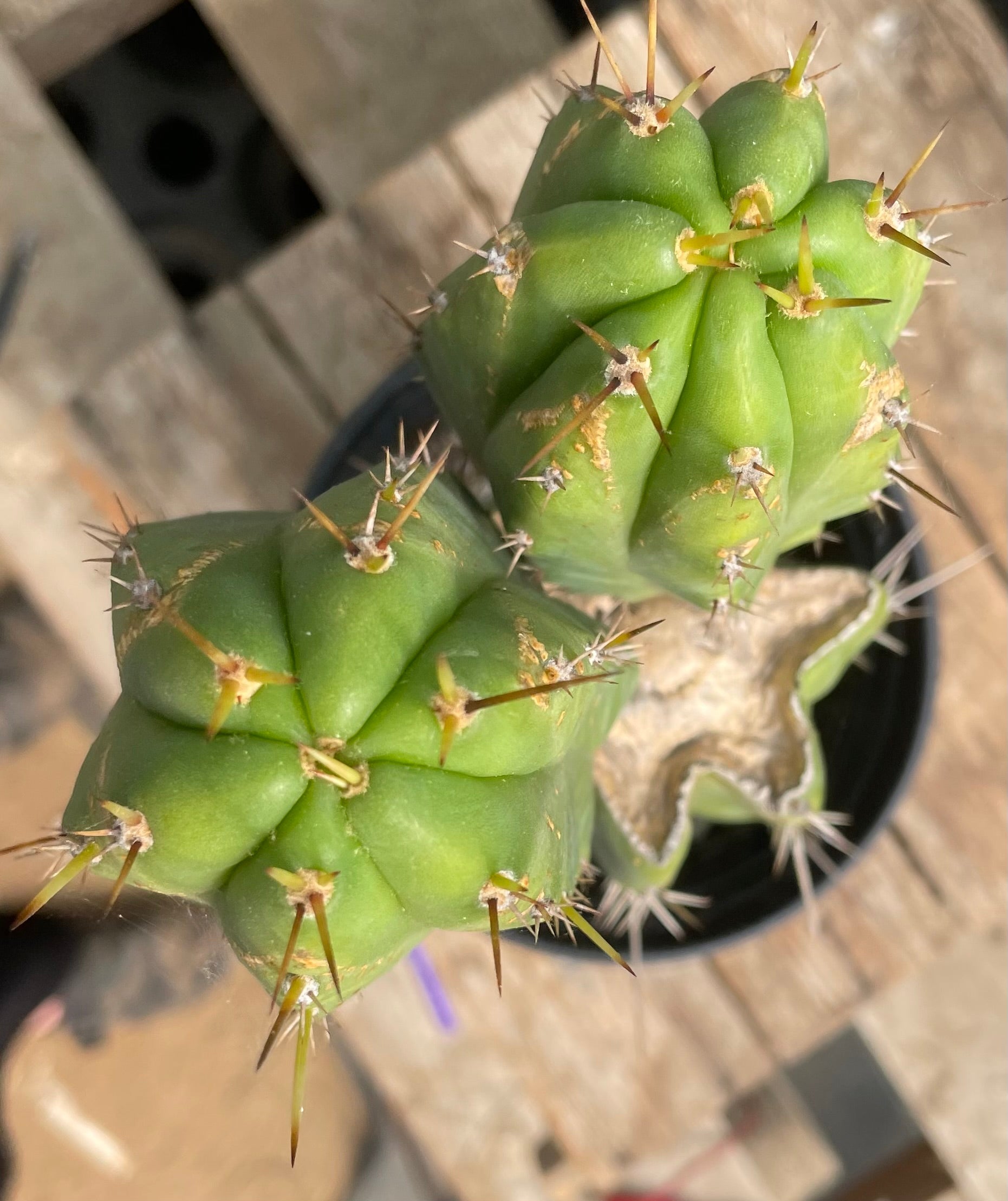 #EC343 EXACT Trichocereus Lost Label Cactus 15"-Cactus - Large - Exact-The Succulent Source