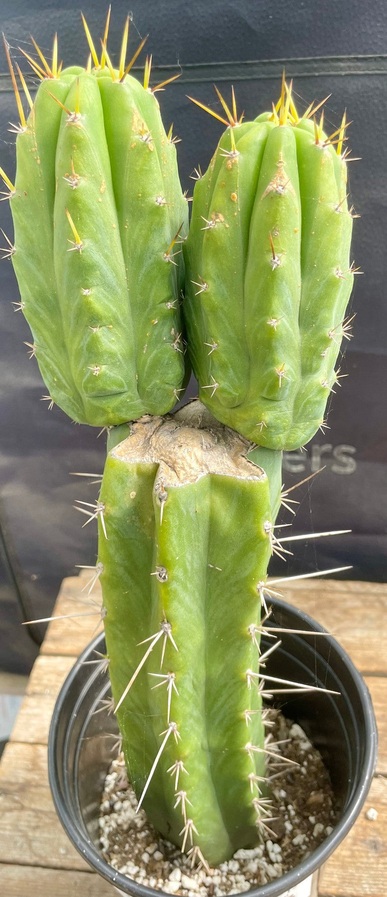 #EC343 EXACT Trichocereus Lost Label Cactus 15"-Cactus - Large - Exact-The Succulent Source