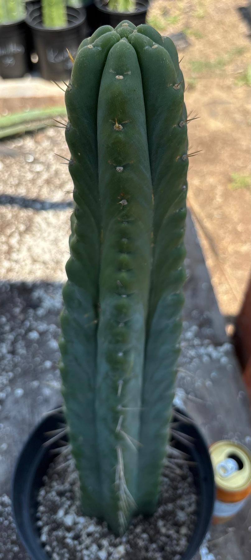 #EC343 EXACT Trichocereus Lost Label Cactus 20-Cactus - Large - Exact-The Succulent Source