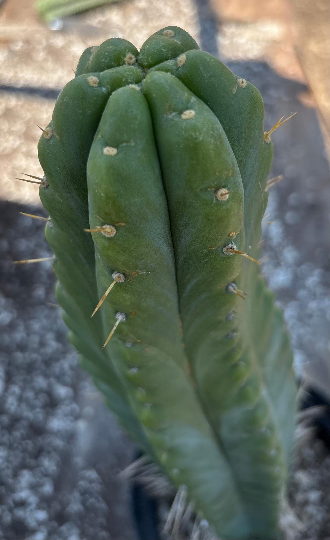 #EC343 EXACT Trichocereus Lost Label Cactus 20-Cactus - Large - Exact-The Succulent Source