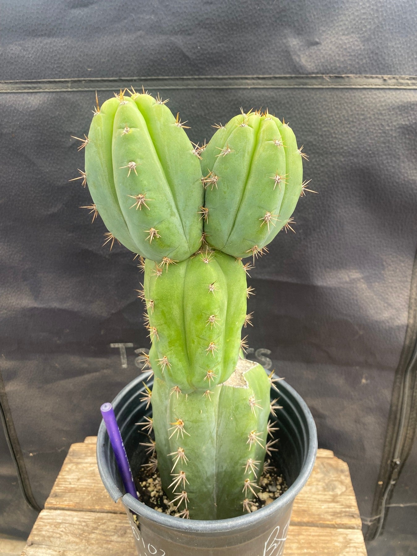 #EC343 EXACT Trichocereus SS0102 X Pachanoi Lima 3 Cactus 12.5"-Cactus - Large - Exact-The Succulent Source