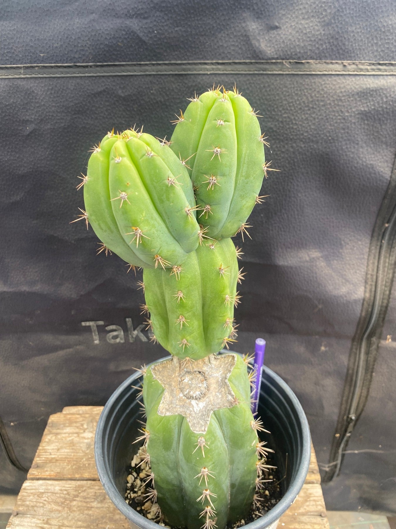 #EC343 EXACT Trichocereus SS0102 X Pachanoi Lima 3 Cactus 12.5"-Cactus - Large - Exact-The Succulent Source
